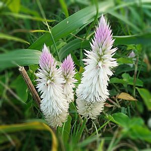 Close-up of flowers growing outdoors