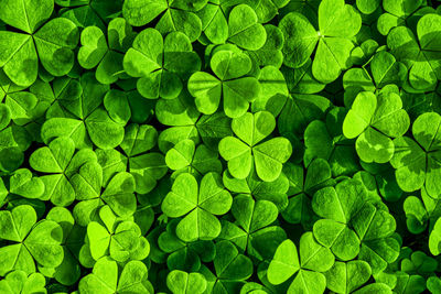 Full frame shot of green leaves