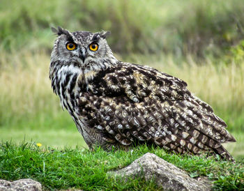 Close-up of owl on field