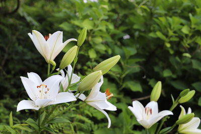 Close-up of white flowering plant