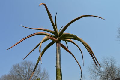 Low angle view of plant against clear blue sky