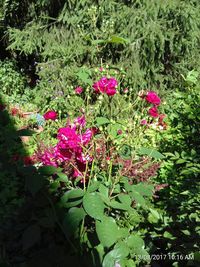 Close-up of flowers blooming outdoors