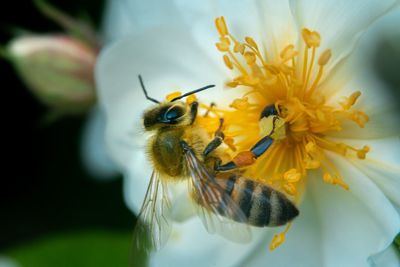 Close-up of bee pollinating on flower