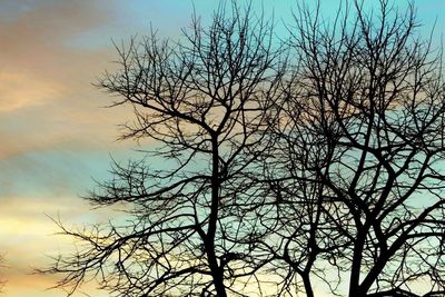 Low angle view of bare trees against sky