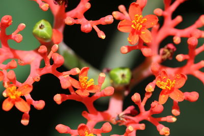 Close-up of pink flowers