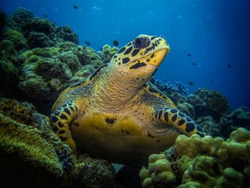 Close-up of turtle swimming in sea