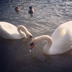 Two swans swimming in lake