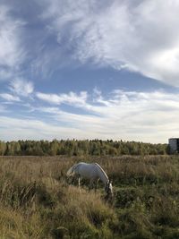 Horse grazing in field