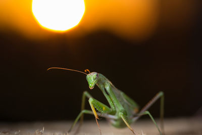 Close-up of grasshopper