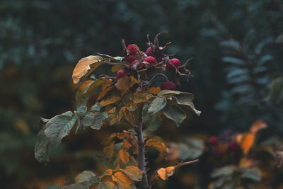 Close-up of plant against blurred background