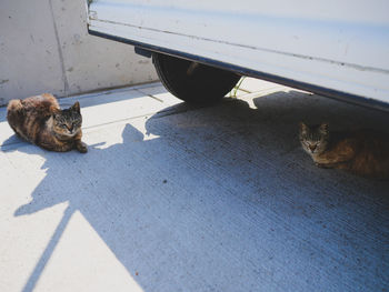 Close-up of cat on footpath by vehicle