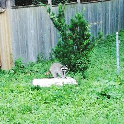 Squirrel on grass