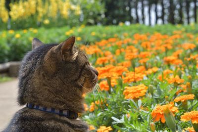 Cat looking at flowers in park