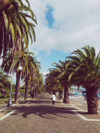 Palm trees by road against sky