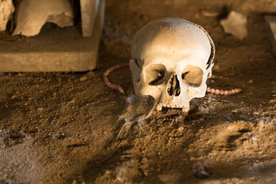 Old human skulls in cemetery