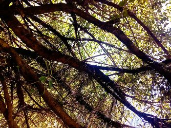 Low angle view of trees in forest against sky