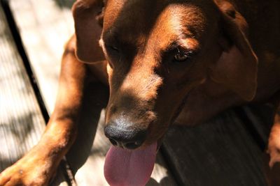 Close-up portrait of a dog