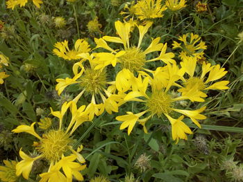 Yellow flowers blooming on field