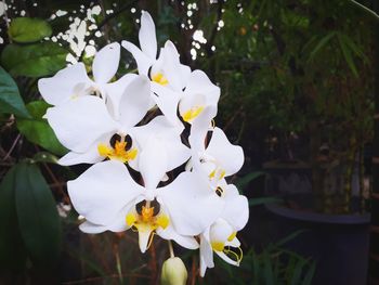 Close-up of white flowers blooming outdoors