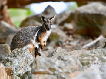 Portrait of squirrel on rock