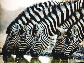 Close up of zebras