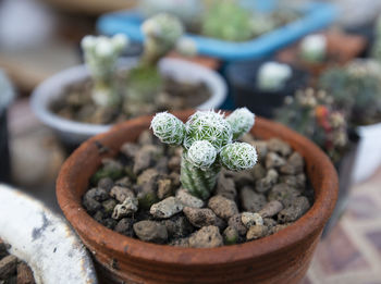 Close-up of succulent plant in pot