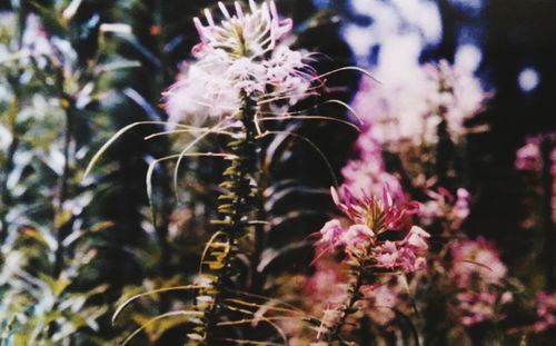 Close-up of flowers