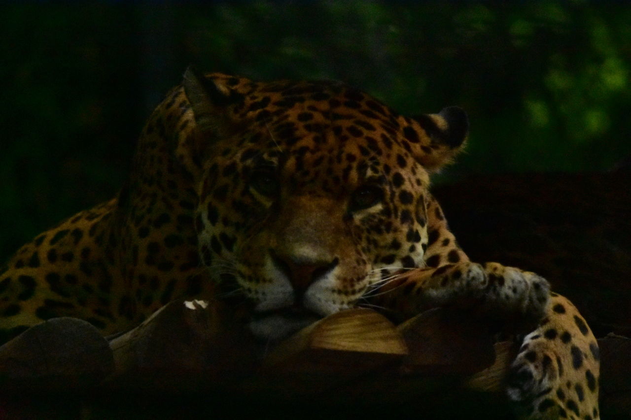 one animal, animal themes, animals in the wild, wildlife, leopard, mammal, relaxation, no people, night, close-up, outdoors, nature