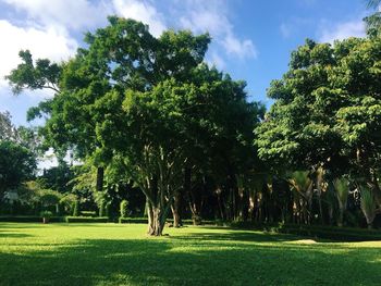 Trees in park against sky