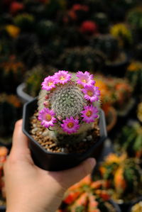 Midsection of person holding pink flowering plant
