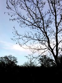 Low angle view of silhouette birds flying against sky