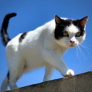 Low angle view of a cat