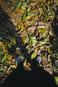Low section of man standing in autumn leaves