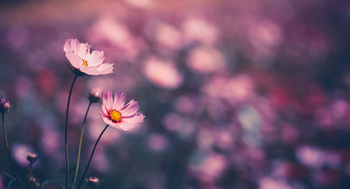 Close-up of pink cosmos flower