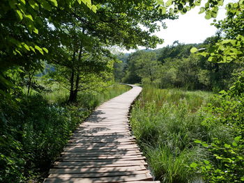 Footpath amidst trees in forest