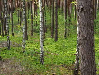 Pine trees in forest