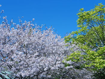 Low angle view of cherry blossom tree against blue sky