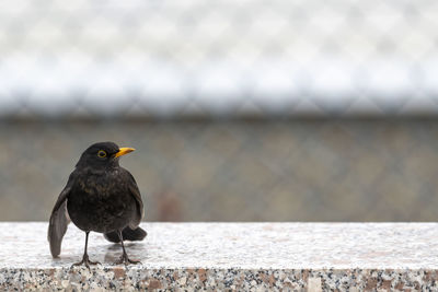 Blackbird with its wings hanging down sits on a brick wall against a blurred background