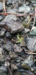 Close-up of small plant growing on rock