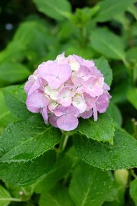 Close-up of pink flowers