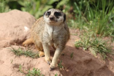 Portrait of meerkat standing on field