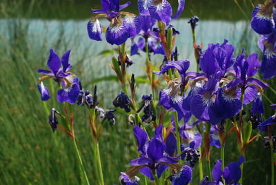 Close-up of purple flowering plants on field