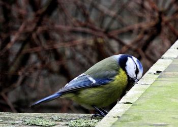 Close-up of bird perching on tree