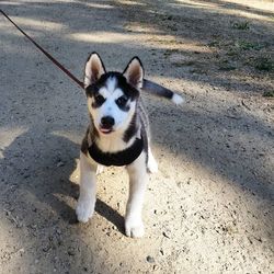 Portrait of dog