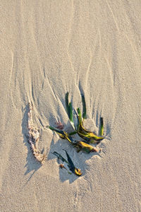 Shadow of plant on sand