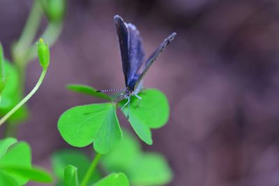 Close-up of butterfly on leaf