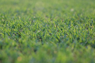 Full frame shot of raindrops on field