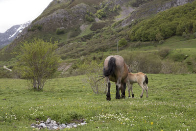 Horses in a field