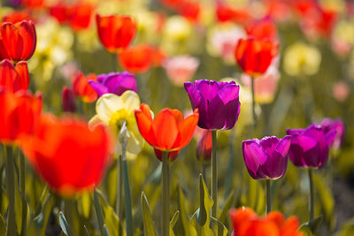 Close-up of tulips blooming outdoors