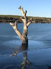 Driftwood in lake against clear sky